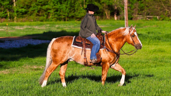 Flaxseed Oil for Horses: What the Research Actually Says