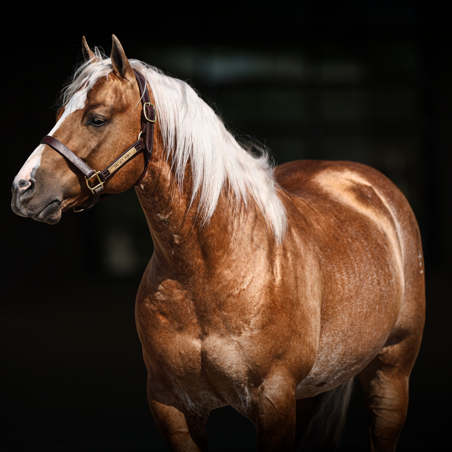 SoGlo Equine Whitening Shampoo