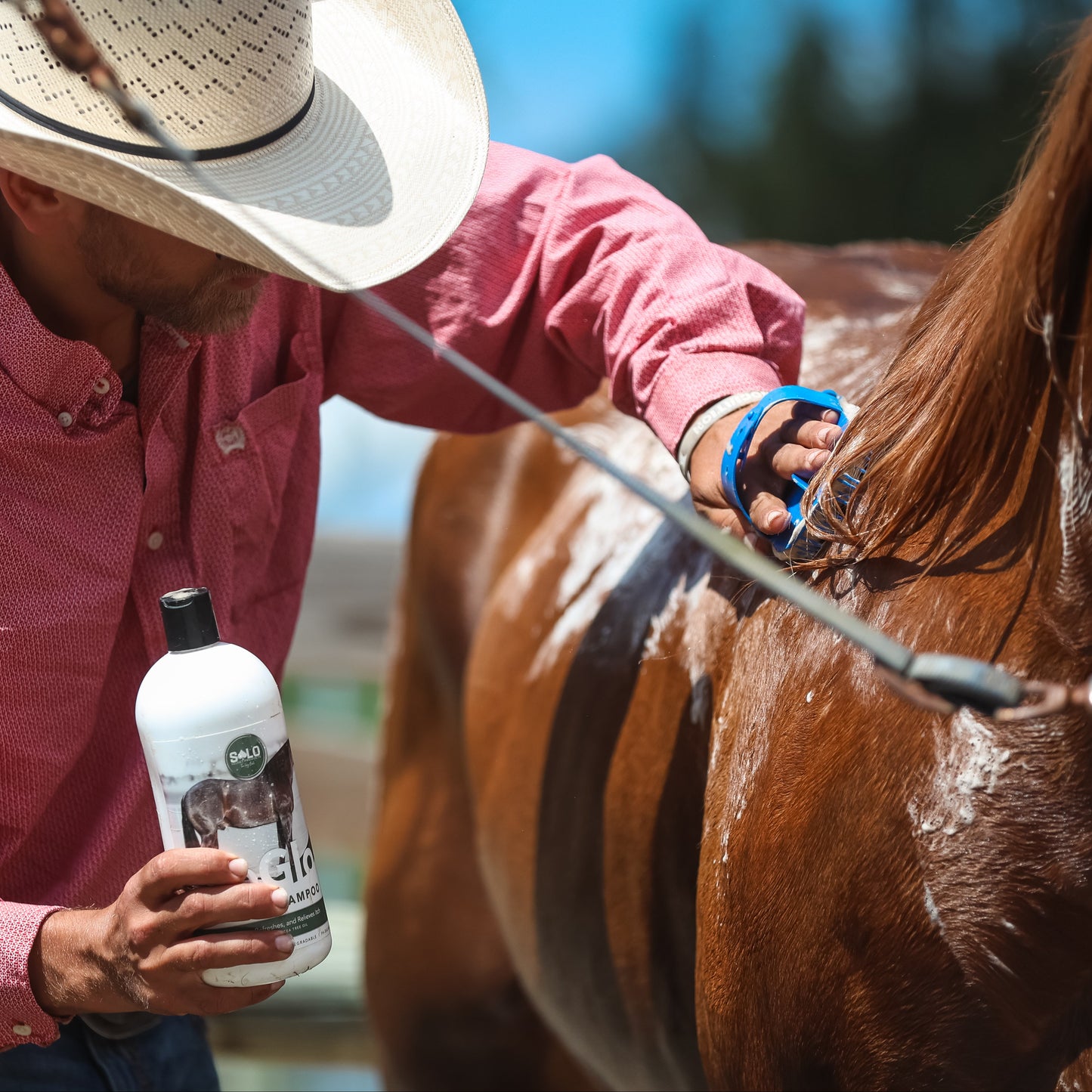 SoGlo Equine Shampoo