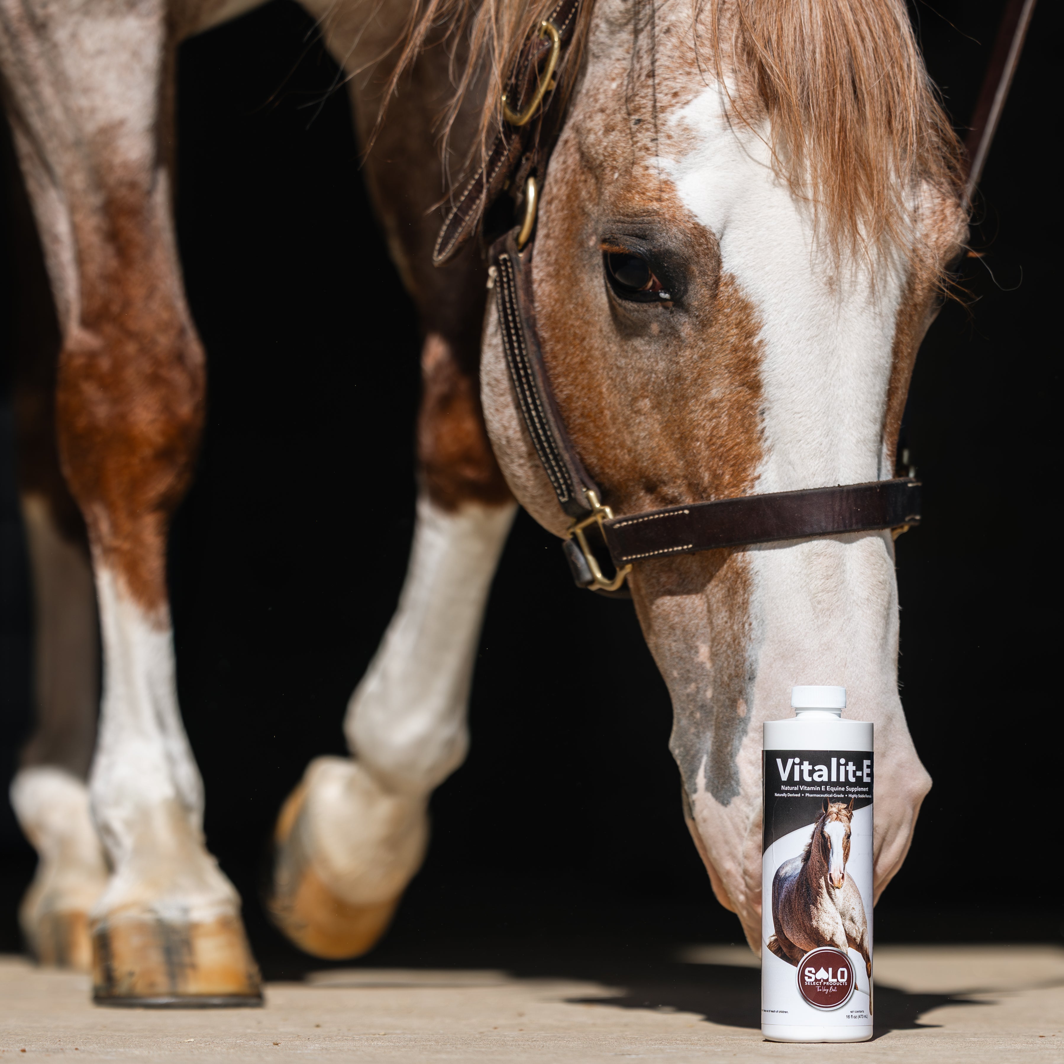 Vitalit-E: Vitamin E Liquid Horse Supplement